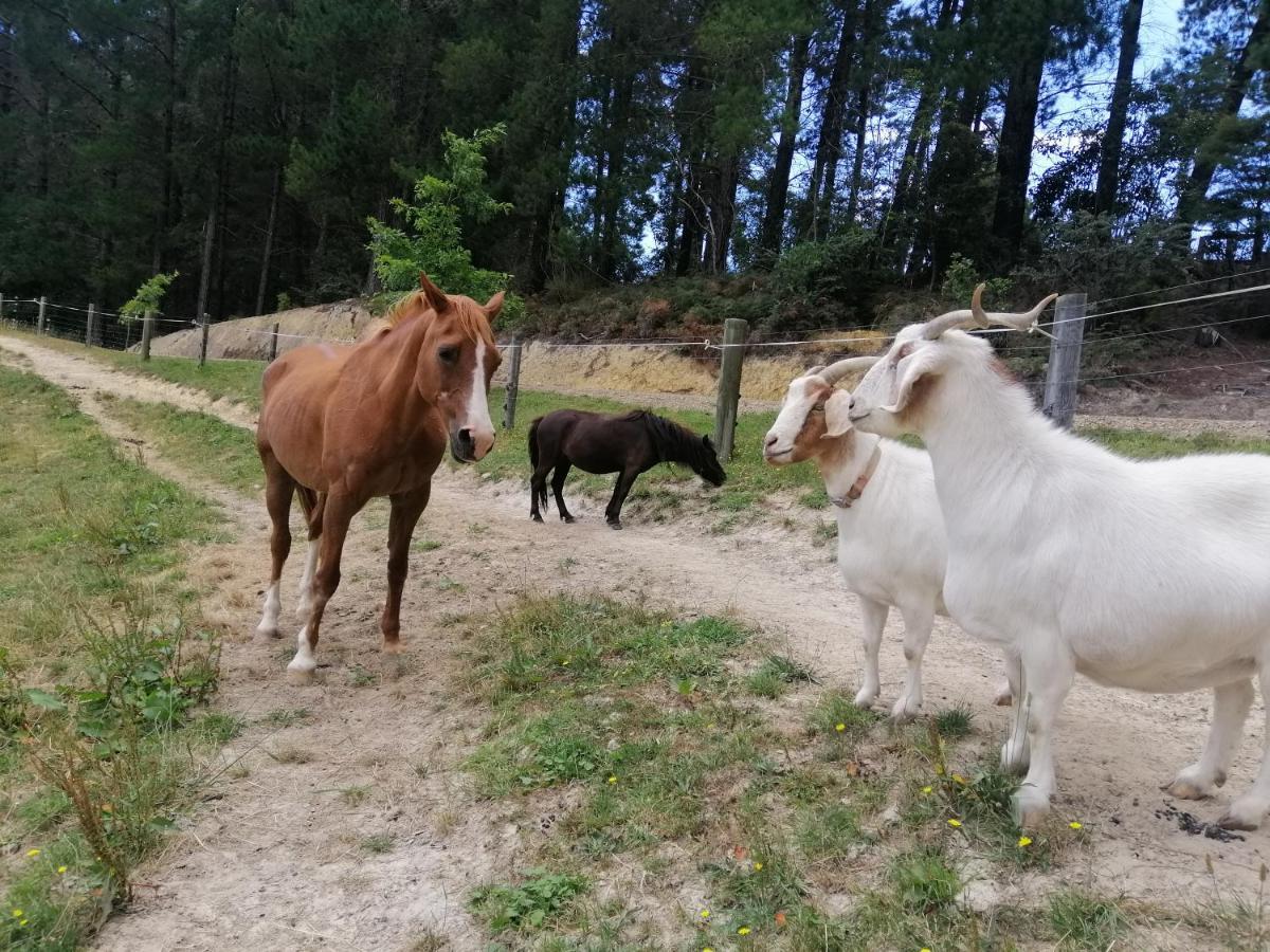 Beech Hill - Pet Friendly Holiday Home Tasman Eksteriør billede