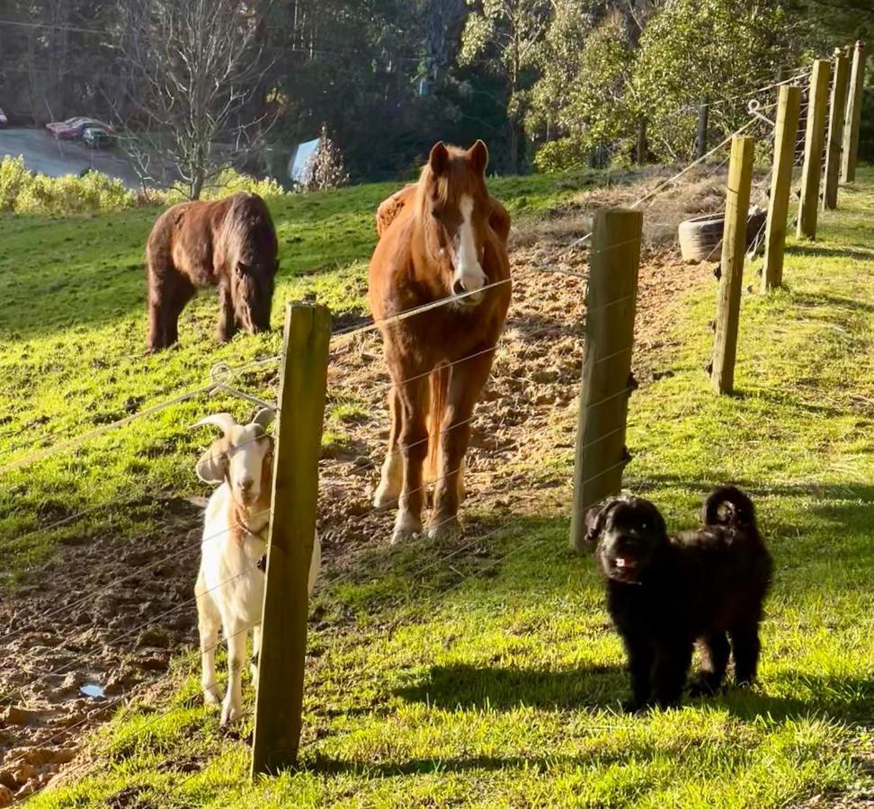 Beech Hill - Pet Friendly Holiday Home Tasman Eksteriør billede
